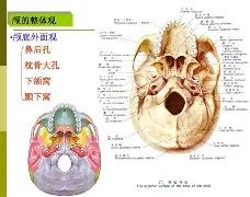 rao抡